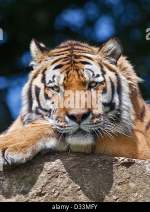 Amur Tiger/Siberian Tiger (panthera tigris altaica) Stock Photo