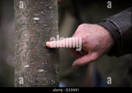 Four hands touching a tree trunk stock photo