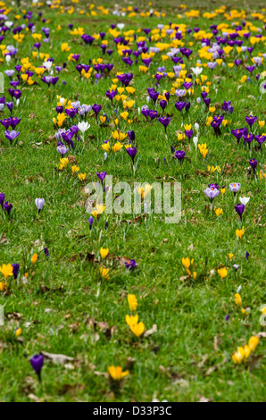 Naturalised crocus bulbs in grass Stock Photo