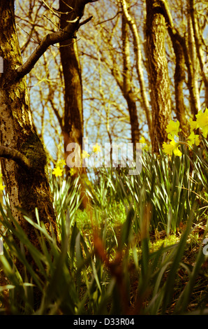 Yellow daffodil narcissus in a woodland wood glade forest trees back lit by low warm sun Stock Photo
