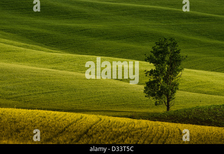 a lonely tree in the green fields of Tuscany Stock Photo