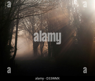 Rays of morning light through the trees at Colwick Park, Nottinghamshire England UK Stock Photo