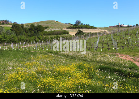 Rural view of green lawn with yellow flowers and vineyards on the hill in spring in Piedmont, Northern Italy. Stock Photo