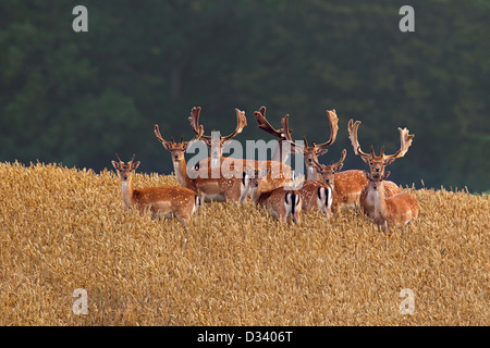 Herd of fallow deer (Dama dama) bucks with antlers covered in velvet in wheat field in summer Stock Photo