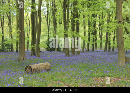 Bluebells in Micheldever Wood, Hampshire, UK Stock Photo