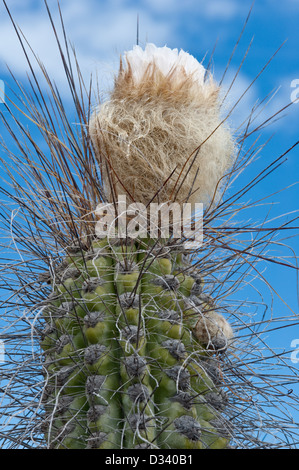 Copao cactus (Eulychnia breviflora) bloom against sky Atacama desert (III) Chile South America Stock Photo