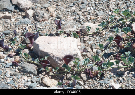 Dutchman's pipes (Aristolochia chilensis) brownish purple flowers coast Atacama Desert near Totoral Chile South America Stock Photo