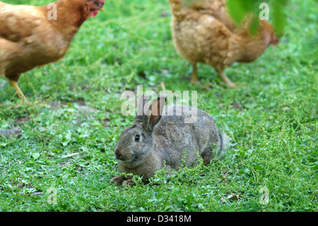 Rabbit and chick in grass Stock Photo