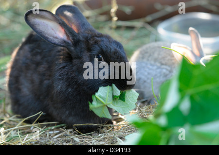 Black rabbit eating Stock Photo