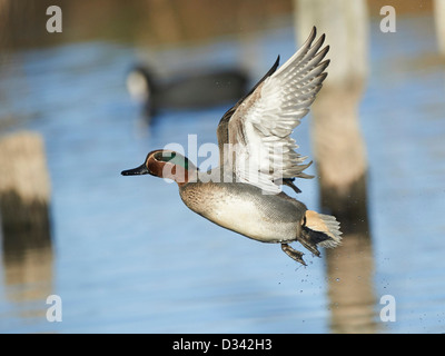 Teal in flight Stock Photo