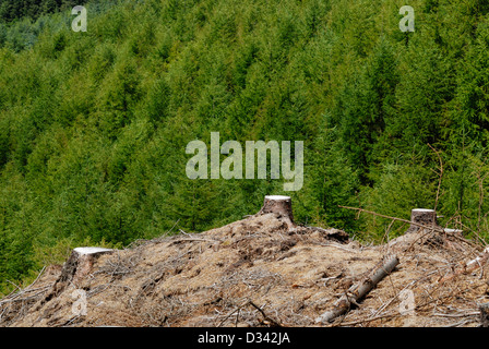 Tree stumps from recently felled pine trees juxtaposed against foliage from pine forest. Stock Photo