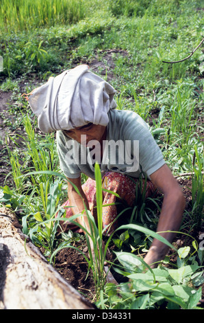 People of the Murat hill tribe in Malaysia working in the Paddy fields Stock Photo