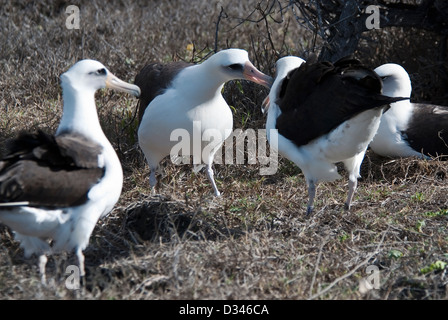 Laysan Albatross Phoebastria immutabilis Ka'ena Point Natural Reserve Hawaii USA Stock Photo