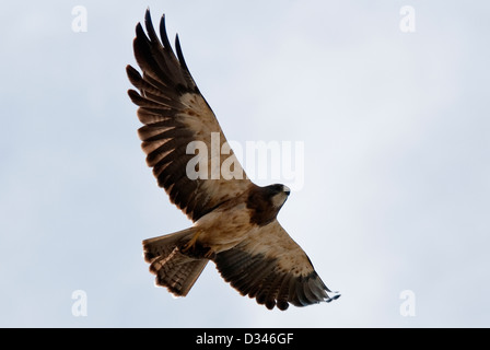 Swainson's Hawk Buteo swainsoni Alamosa County Colorado USA Stock Photo