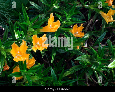 Sticky Monkey-flower Mimulus aurantiacus Los Angeles County California USA Stock Photo