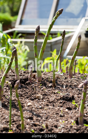 Asparagus spears ready for cutting. Stock Photo