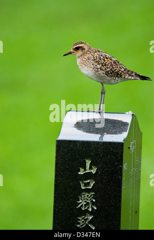 Pacific Golden Plover Pluvialis fulva Kaneohe Oahu Hawaii USA Stock Photo