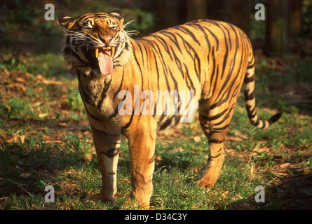 Bengal tiger in London Zoo, Regents Park, London, Greater London, City of Westminster, England, United Kingdom Stock Photo