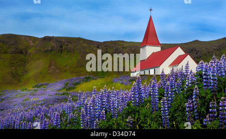 Church surrounded by mountains and Lupin flowers in Iceland Spring Stock Photo