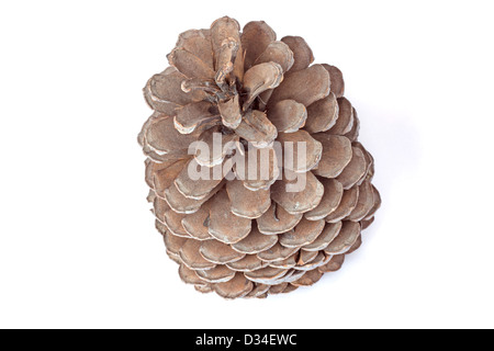 Brown pine cone isolated on white background Stock Photo