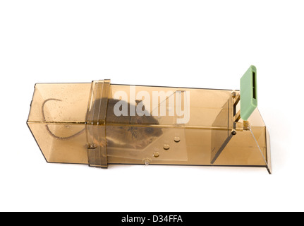 Mouse caught in a humane mouse trap Stock Photo