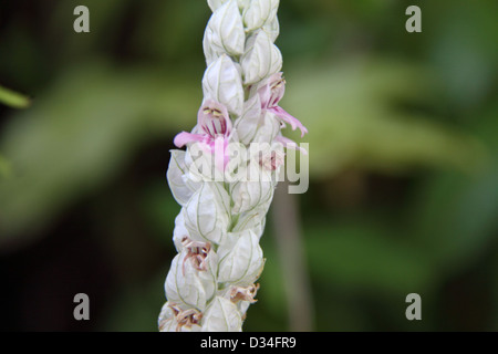White Shrimp Flower (Justicia Betonica) Stock Photo