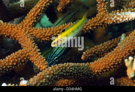 Close up of grunt and yellow wrasse tropical fish with staghorn coral Stock Photo