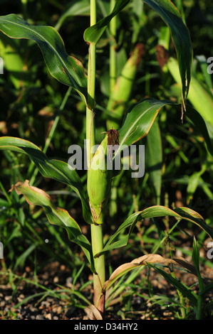 cornstalk on a farm in rural landscape Stock Photo