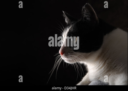 Beautiful black and white happy cat on black background Stock Photo