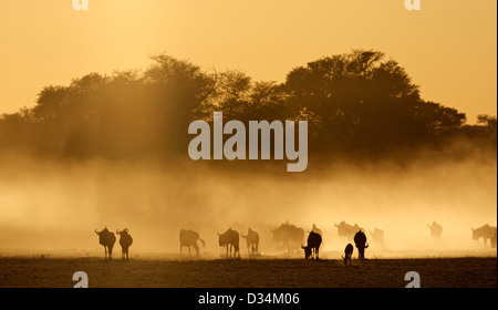 Blue wildebeest (Connochaetes taurinus) in dust at sunrise, Kalahari desert, South Africa Stock Photo