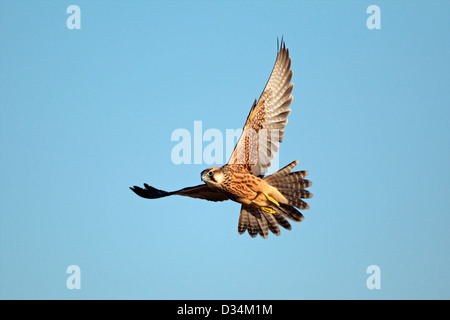 Lanner falcon (Falco biarmicus) in flight against a blue sky, South Africa Stock Photo