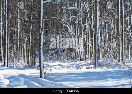 A blanket of white snow covers a forest floor and long blue shadows cut across the scene. Stock Photo