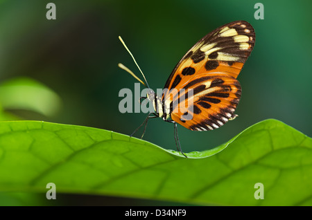 Tiger Longwing butterfly (Heliconius ismenius) perched on leaf Stock Photo