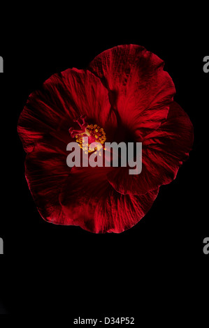 red hibiscus flower on black background Stock Photo