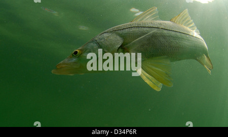 A Snook swim down the beach in the Atlantic Ocean off of South Florida Stock Photo