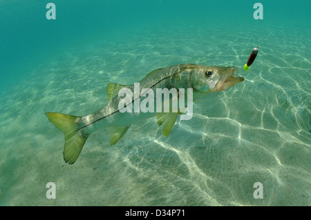 Snook in ocean chasing lure while fishing Stock Photo