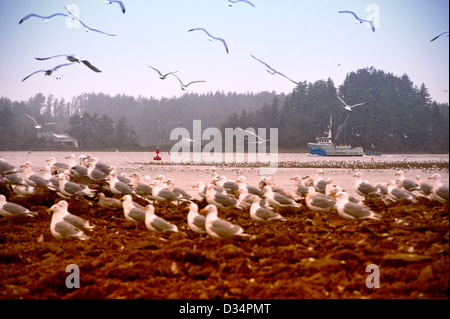 Seagulls feeding in pacific herring eggs in Sitka, Alaska, USA Stock Photo