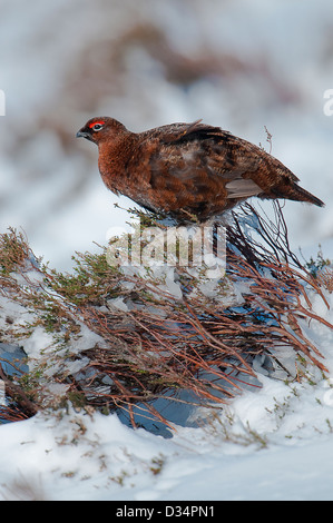 Red Grouse in Snow Peak District Derbyshire Stock Photo