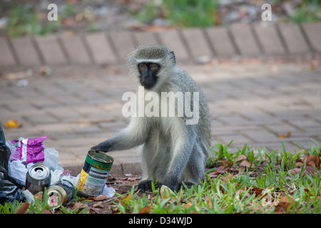 Vervet monkey (Chlorocebus pygerythrus), scavenging from human trash bins Stock Photo