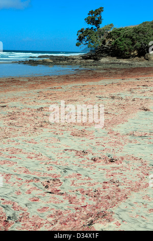 Red algae washed up with the tide on Waipu Cove beach in northland