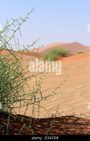 'Nara' Xerophytic plant (Acanthosicyos horrida) in the sandy Namib Desert. South African Plateau, Central Namibia Stock Photo