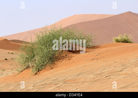 'Nara' Xerophytic plant (Acanthosicyos horrida) in the sandy Namib Desert. South African Plateau, Central Namibia Stock Photo
