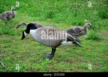 Family of Canadian Geese Feeding in Spring Stock Photo