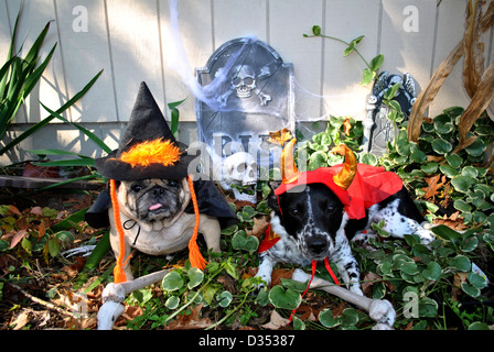 Two cute dogs dressed up in Halloween costumes. Stock Photo