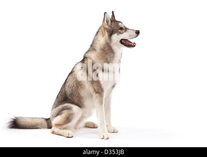 Siberian Husky Dog aged 9 months Stock Photo - Alamy