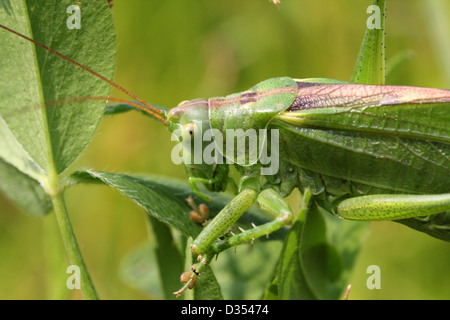 Extreme macro-shot of the head  of a Great Green Bush Cricket (Tettigonia viridissima) Stock Photo