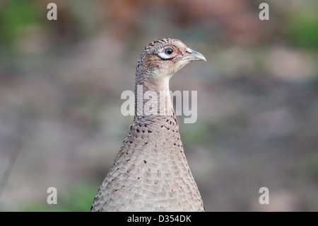 Female Common Pheasant (Phasianus colchicus) Stock Photo