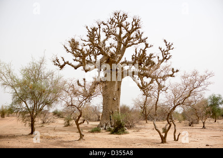Barsalogho, Burkina Faso, May 2012:  Boabab tree in hot and arid region of the sahel. Stock Photo