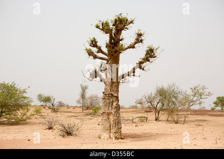 Barsalogho, Burkina Faso, May 2012:  Boabab tree in hot and arid region. Stock Photo