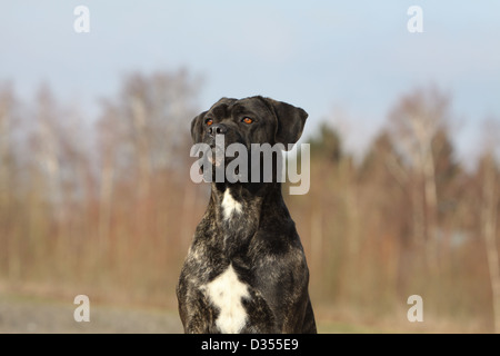 Dog Cane Corso / Italian Molosser   adult portrait Stock Photo